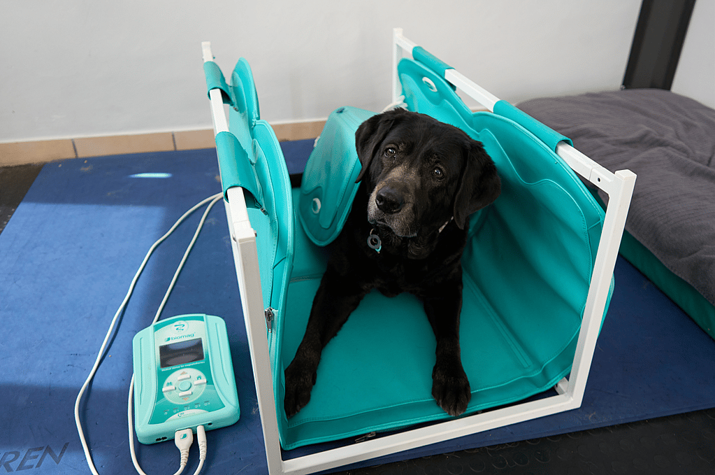 Un perro sentado en una silla.