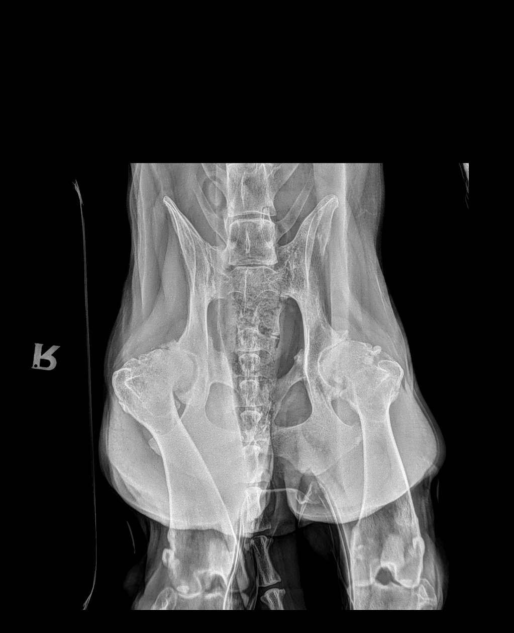 Una radiografía de un perro.