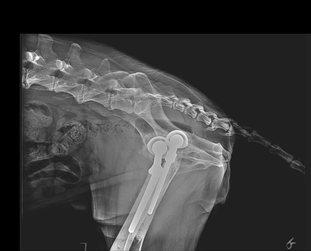 Radiografía de un perro.