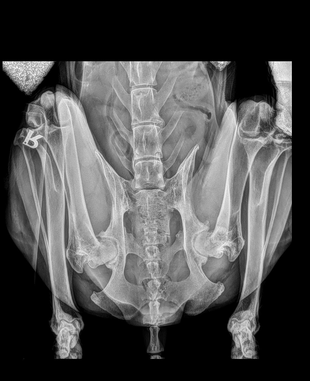 Radiografía de un perro.