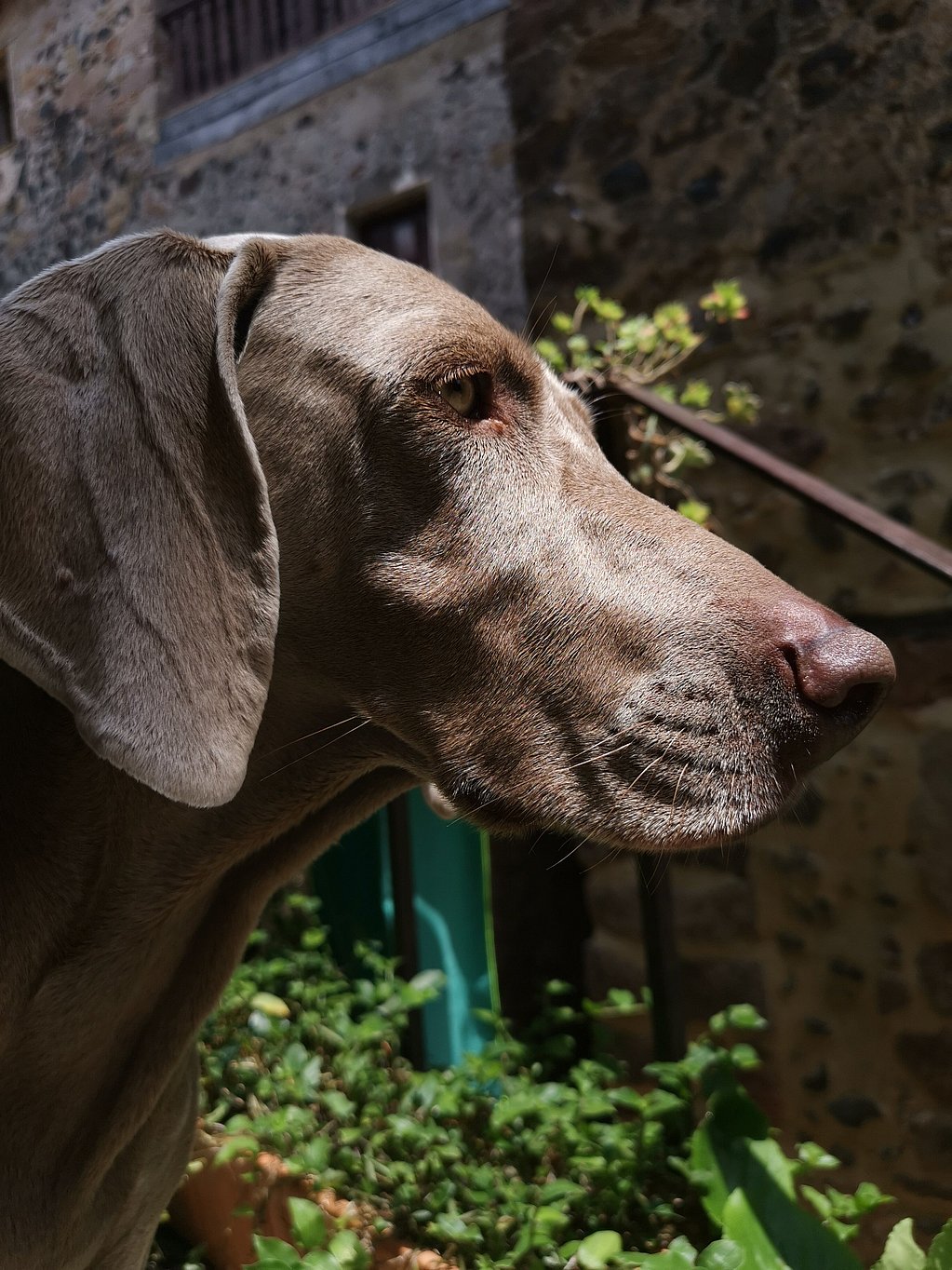 Un perro mirando hacia la cámara.