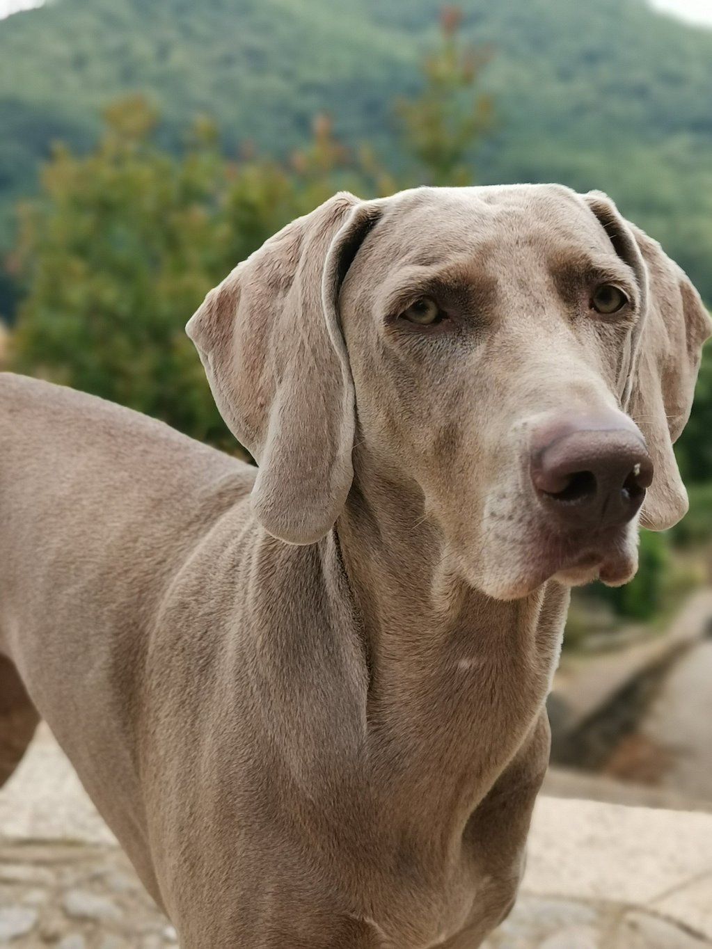 Un perro parado afuera con árboles en el fondo.
