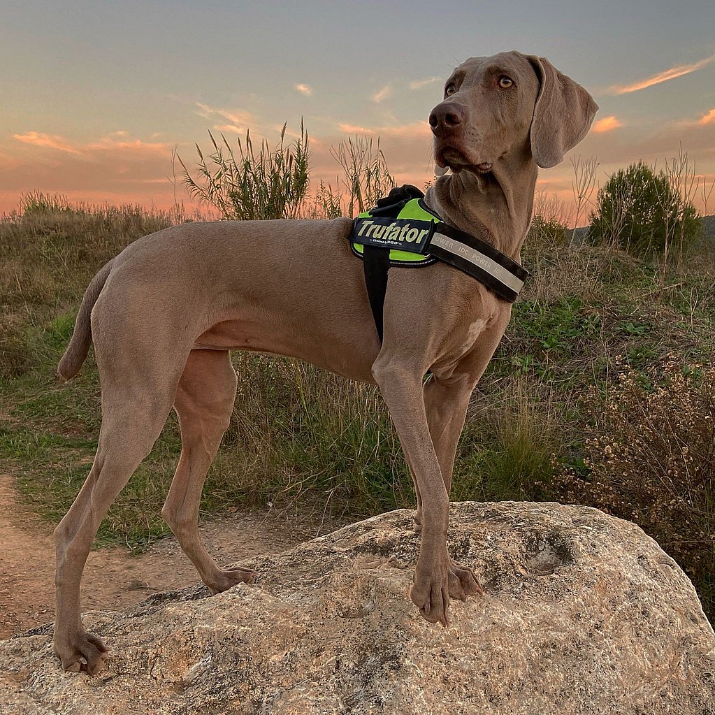 Un perro parado sobre una roca.