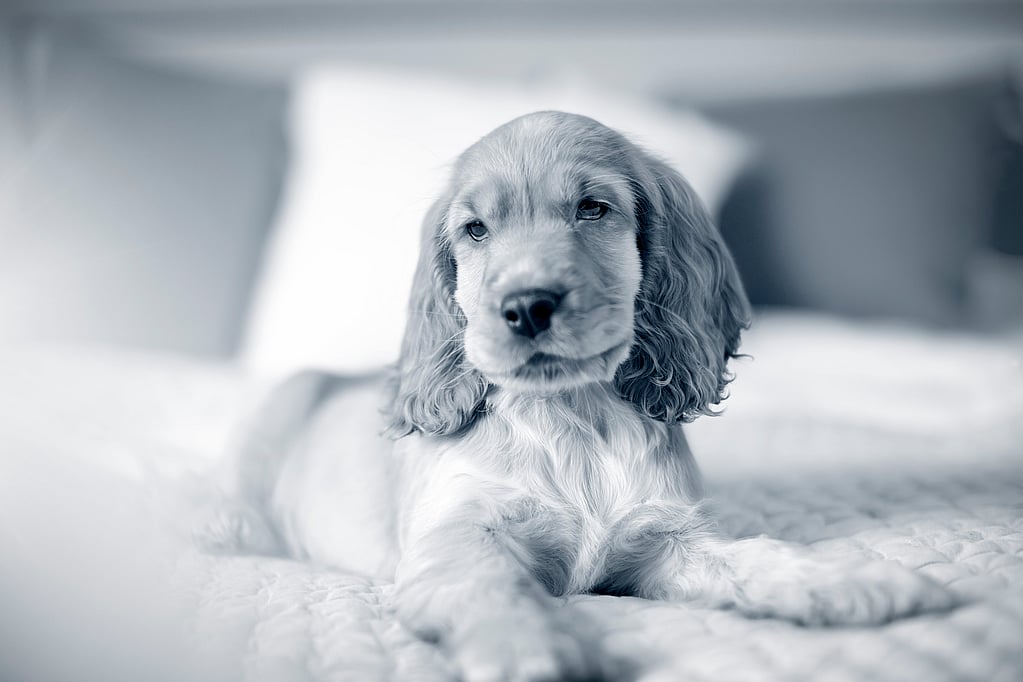 Un perro acostado en una cama.