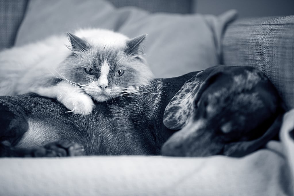 Un gato acostado sobre un perro.