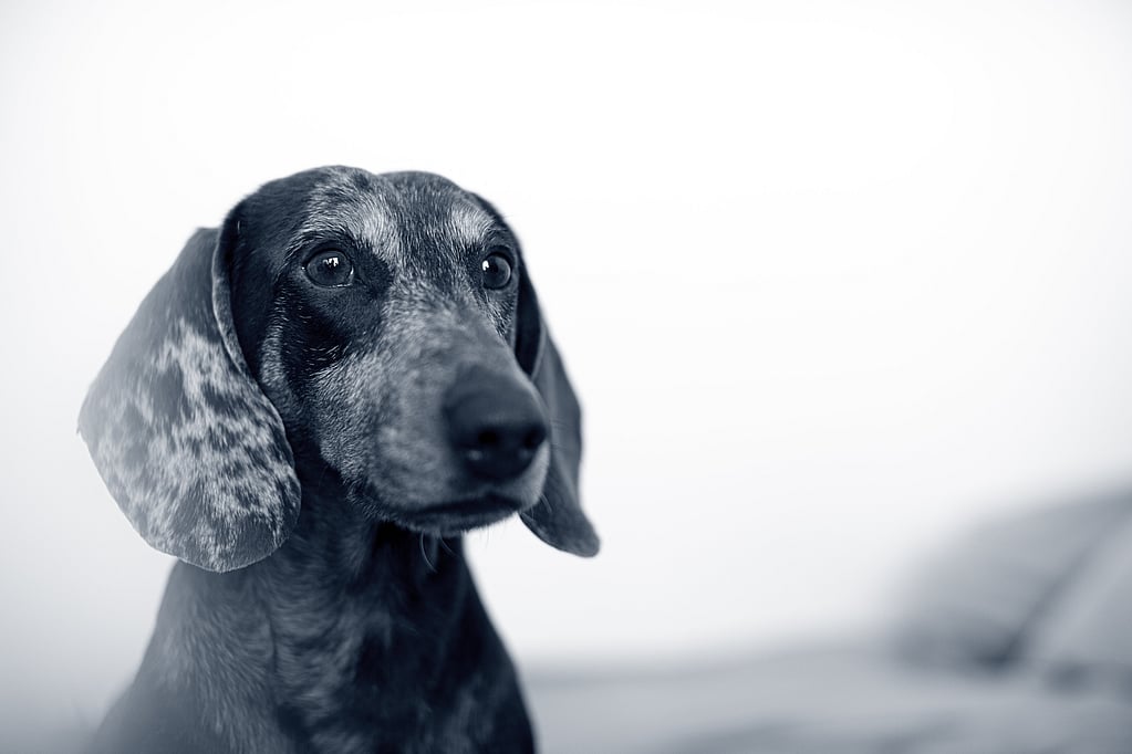 Un perro mirando a la cámara.