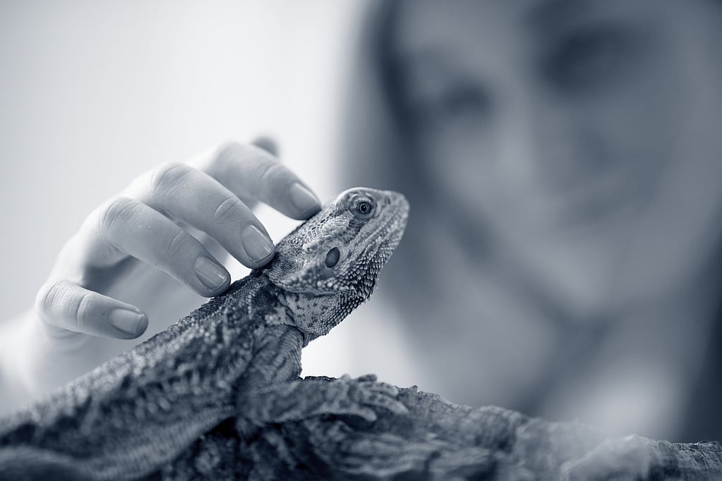Una mano acariciando a un lagarto.