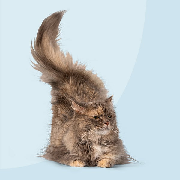Un gato con una cola esponjosa.