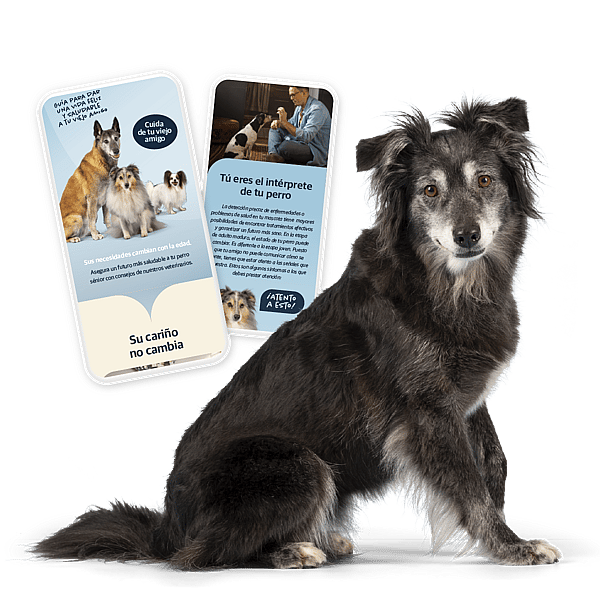 Un perro sentado junto a un par de cartas.