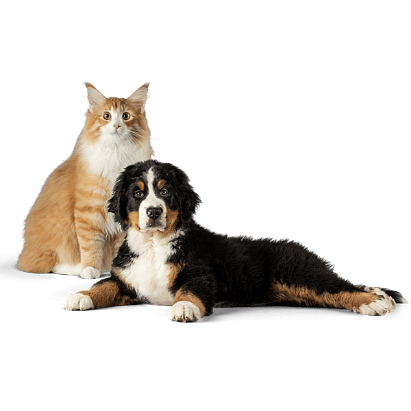 Un gato y un perro mirando a la cámara.