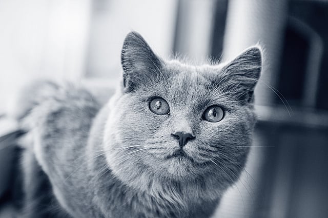 Un gato mirando a la cámara.
