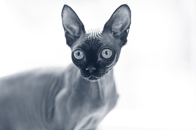 Un gato sin pelo con grandes ojos.