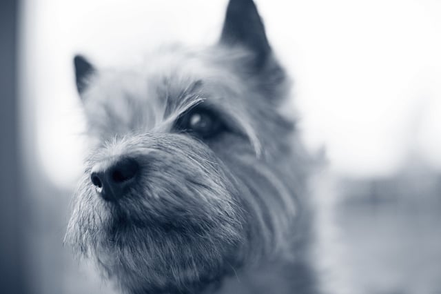 Un primer plano de un perro.