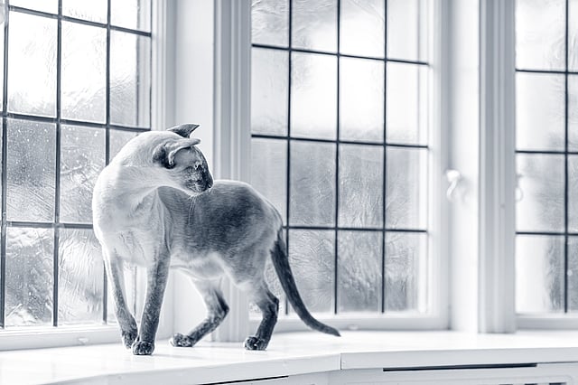 Un gato parado en el alféizar de una ventana.