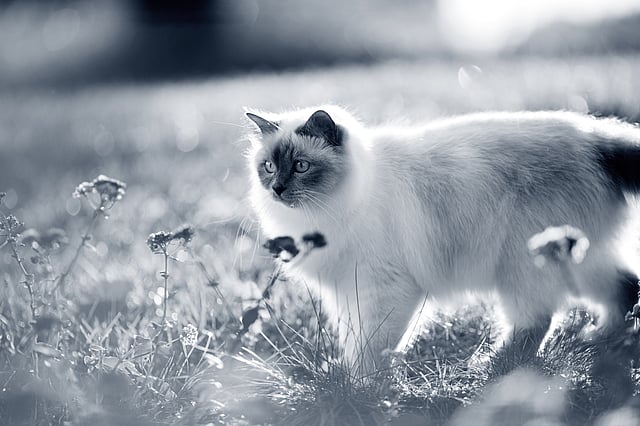 Un gato parado en la hierba.