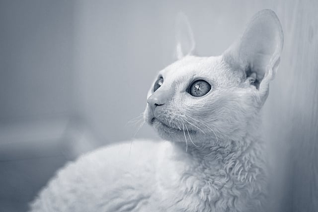 Un gato mirando hacia arriba.