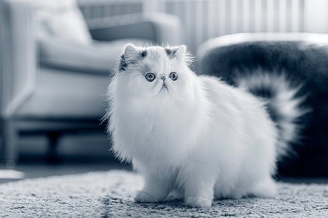 Un gato blanco y esponjoso sobre una alfombra.