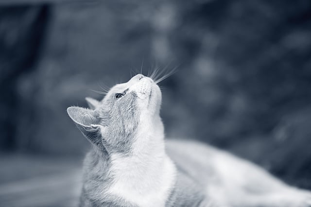 Un gato mirando hacia arriba.