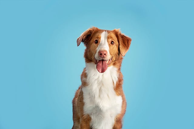 Un perro con la lengua fuera.