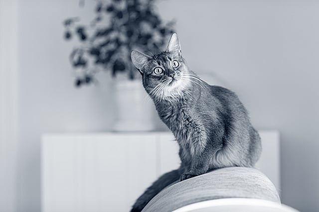 Un gato sentado en una silla.