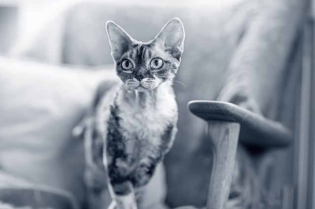 Un gato de pie en una silla.