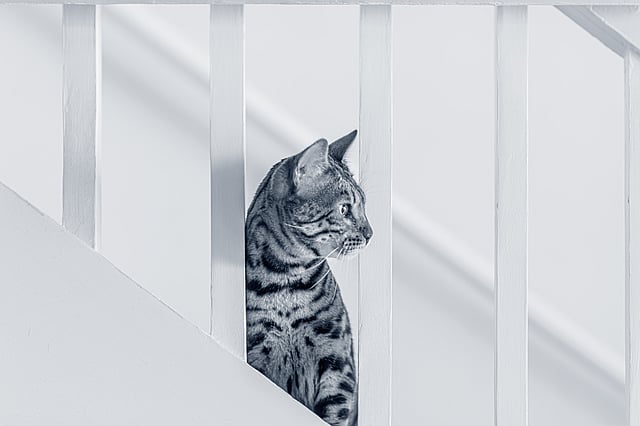Un gato sentado en una escalera.
