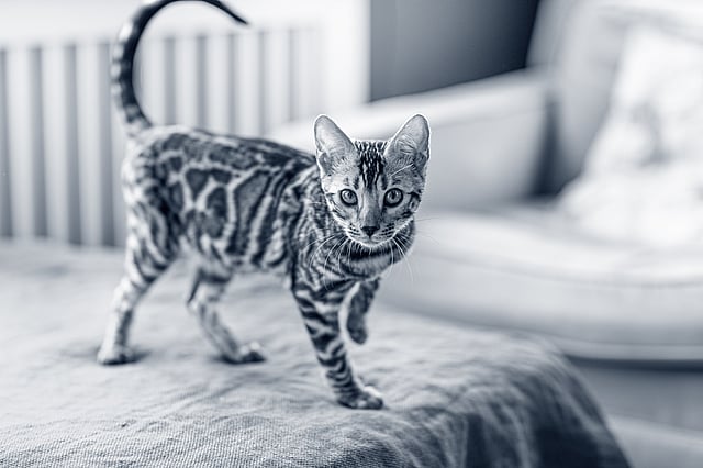 Un gato de pie sobre una manta.