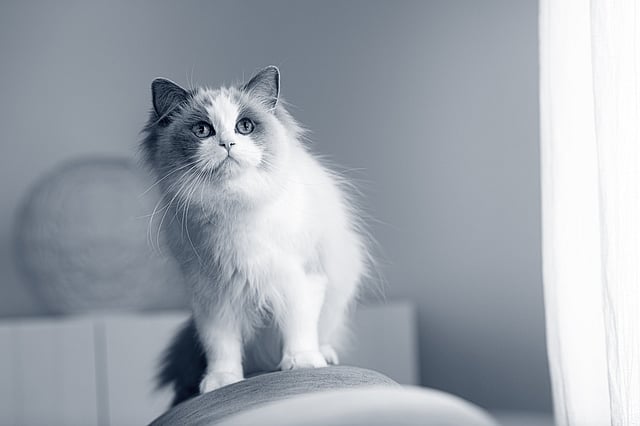 Un gato de pie en una silla.