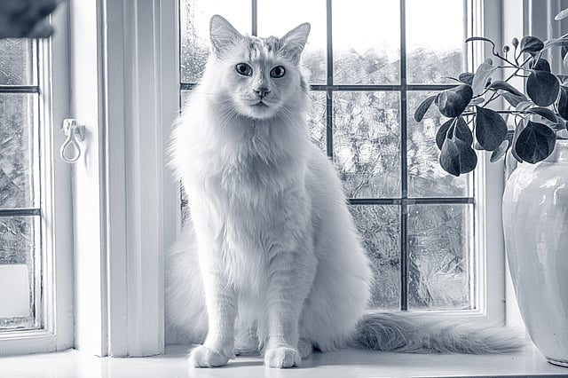 Un gato sentado frente a una ventana.
