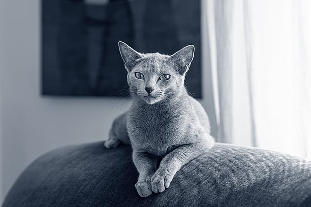 Un gato acostado en un sofá.