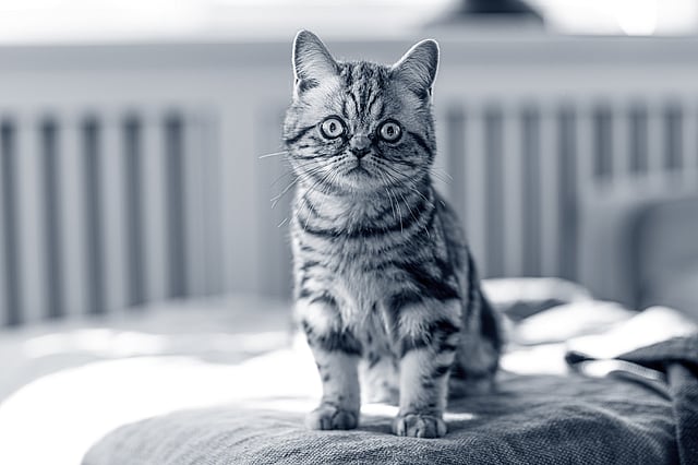 Un gato sentado en un sofá.