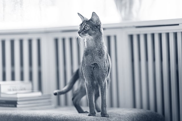 Un gato parado en una repisa.