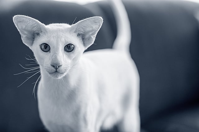 Un gato blanco con orejas grandes.