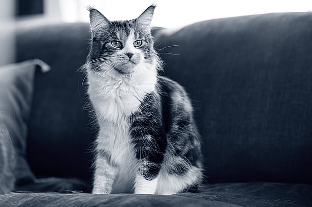 Un gato sentado en un sofá.
