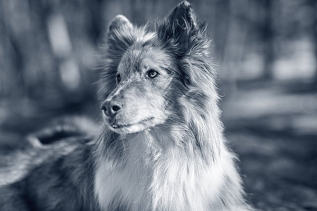Un perro mirando a la cámara.