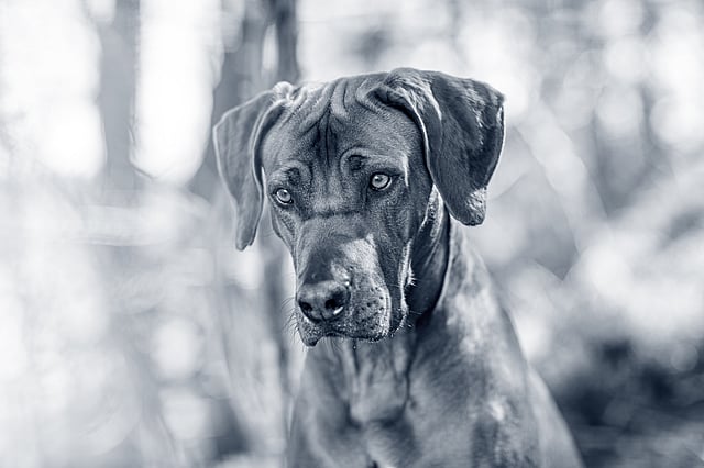 Un perro mirando a la cámara.