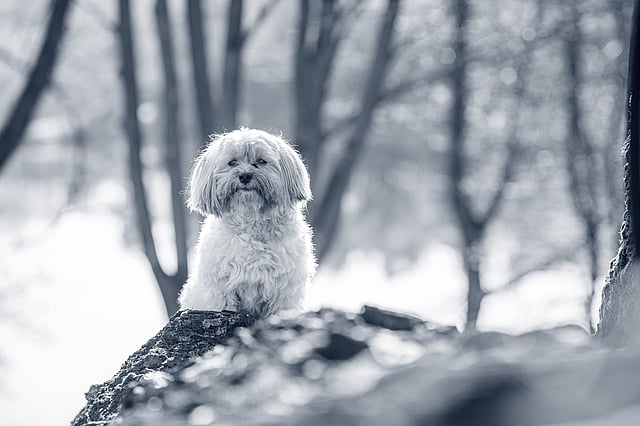Un perro sentado en una roca.