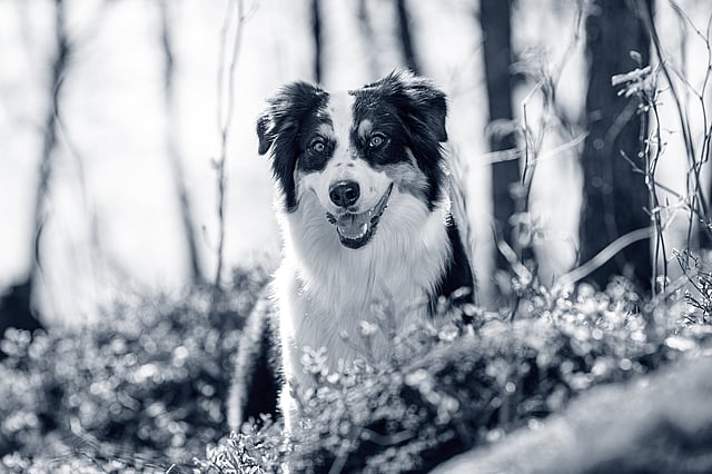 Un perro en el bosque.
