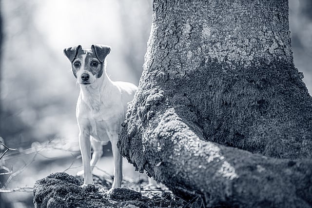 Un perro parado junto a un árbol.