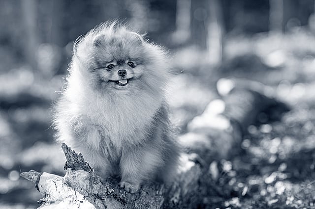 Un perro sentado en un tronco.