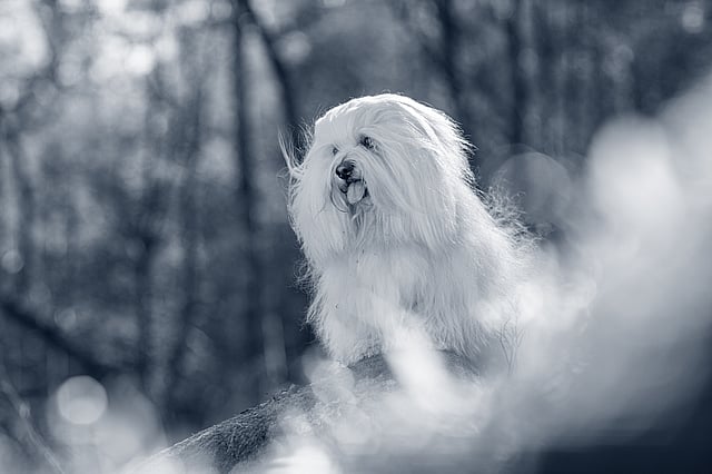 Un perro de pelo largo.