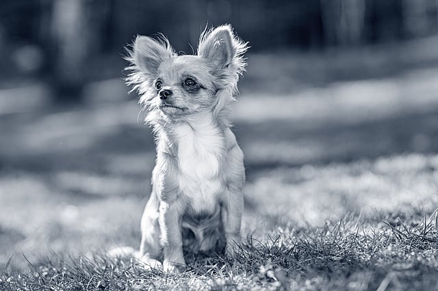 Un perro pequeño sentado en la hierba.
