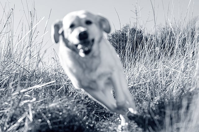 Un perro corriendo por la hierba alta.