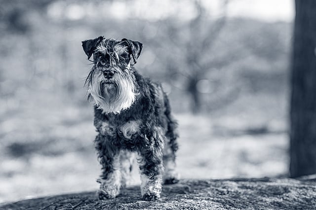 Un perro parado sobre una roca.