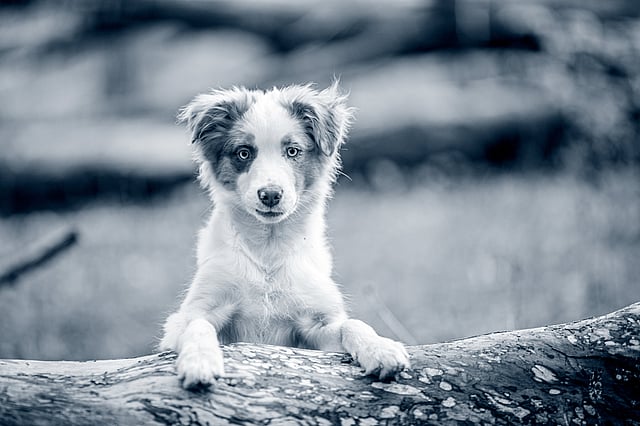 Un perro parado sobre un tronco.