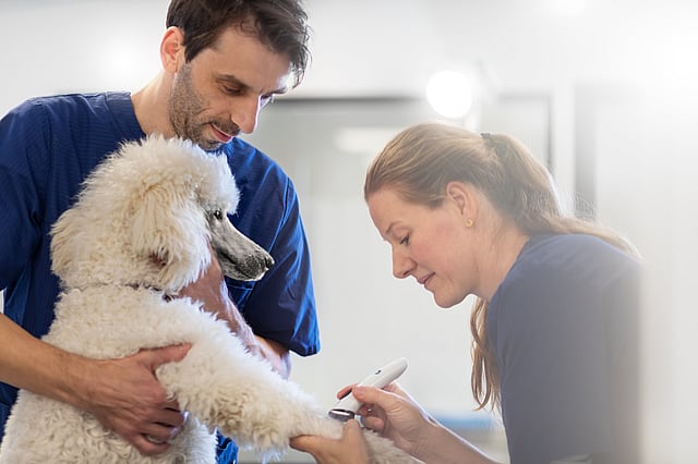 AniCura Estoril Clínica Veterinaria Equipo