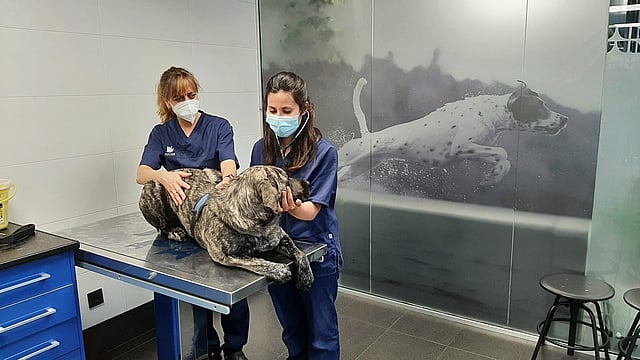 Dos mujeres con máscaras y batas sosteniendo a un perro.