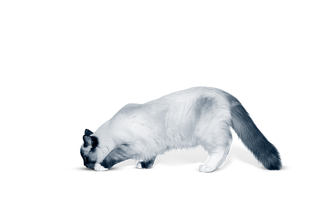 Un gato con la cabeza en la pata.