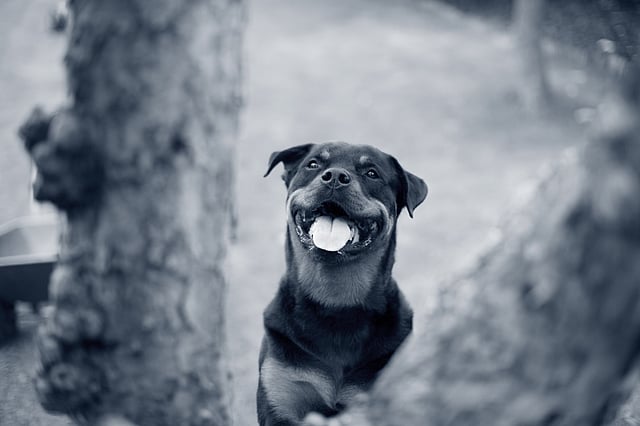 Un perro con la boca abierta.