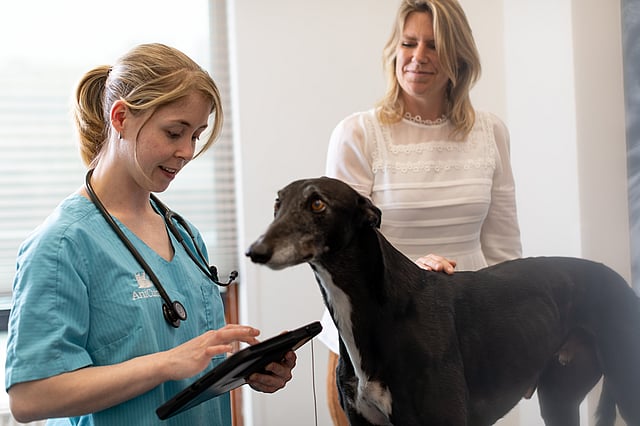 mujer veterinaria con camiseta azul con sujetando a perro negro